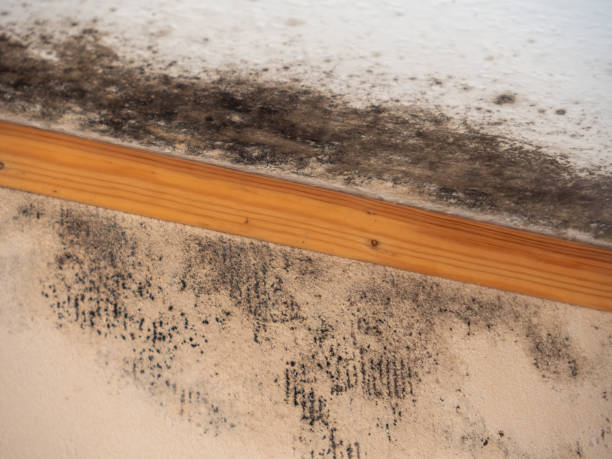 Dehumidification Services in Myrtle Creek, OR