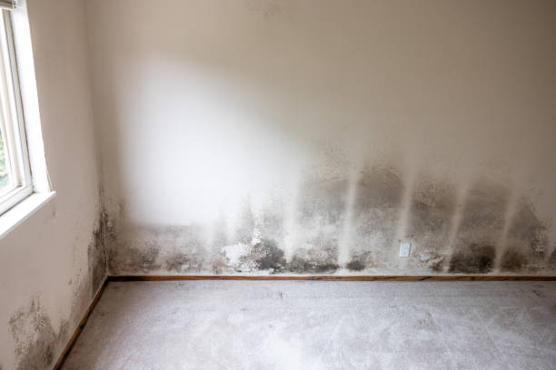 Best Asbestos and Lead Testing During Mold Inspection  in Myrtle Creek, OR
